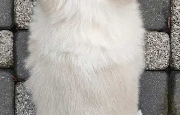 Piękny Biszkopt Border Collie - Rasowy piez z pełną dok. 4