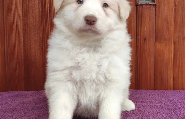 Piękny Biszkopt Border Collie - Rasowy piez z pełną dok. 2