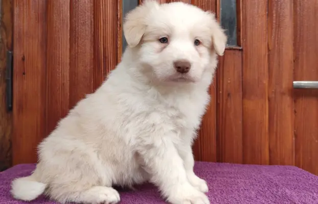 Piękny Biszkopt Border Collie - Rasowy piez z pełną dok. 1