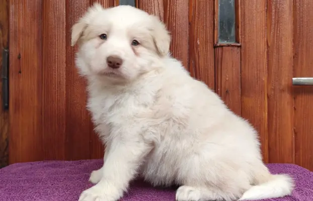 Piękny Biszkopt Border Collie - Rasowy piez z pełną dok. 3