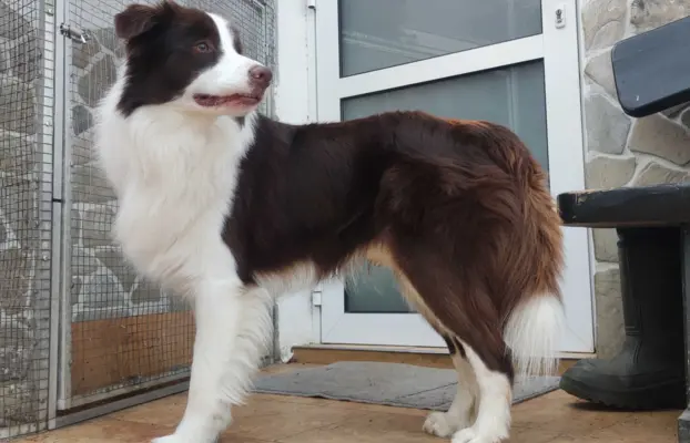 Piękny Biszkopt Border Collie - Rasowy piez z pełną dok. 7