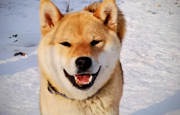 Cztery, czerwone Shiby, trzy pieski i suczka 10