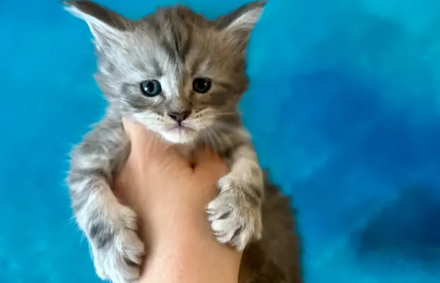 Kocurek niebieski srebrzysty Maine Coon 1