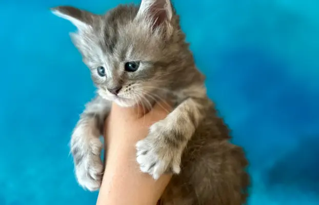 Kocurek niebieski srebrzysty Maine Coon 2