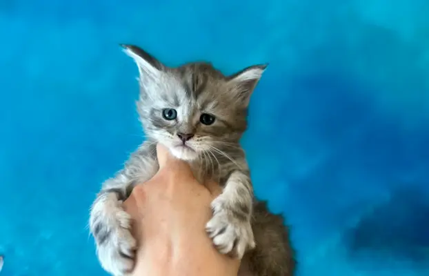 Kocurek niebieski srebrzysty Maine Coon 3
