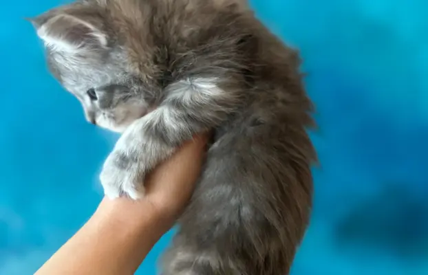 Kocurek niebieski srebrzysty Maine Coon 4