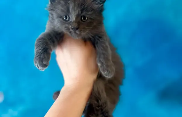 Kotka niebieska Maine Coon 1