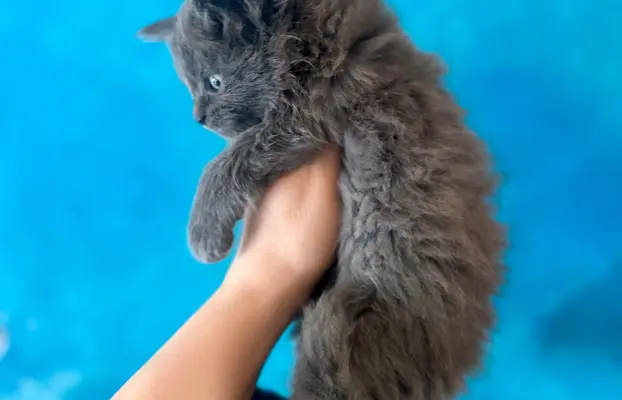 Kotka niebieska Maine Coon 2