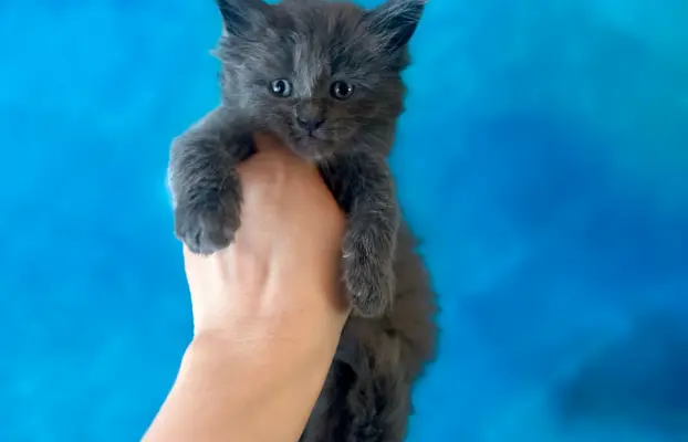 Kotka niebieska Maine Coon 3