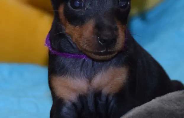 Pinczer Miniaturowy szczenięta ZKWP FCI 2