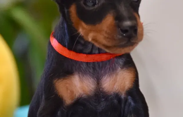 Pinczer Miniaturowy szczenięta ZKWP FCI 1