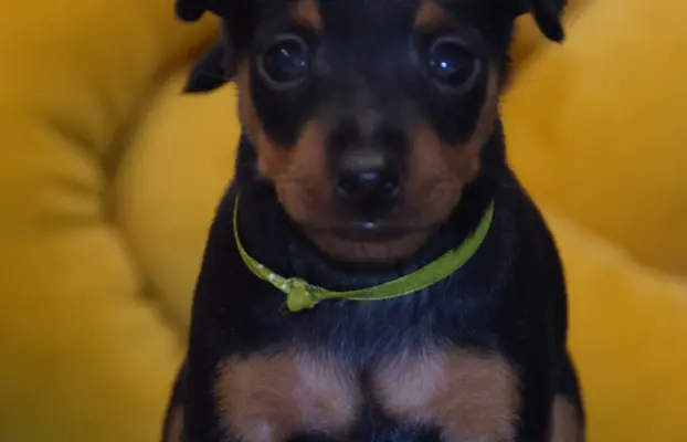 Pinczer Miniaturowy szczenięta ZKWP FCI 3