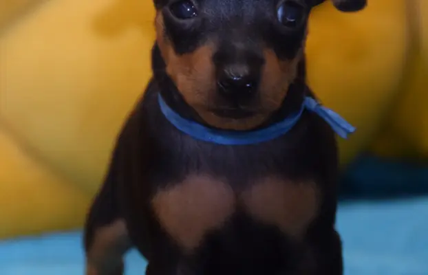 Pinczer Miniaturowy szczenięta ZKWP FCI 4