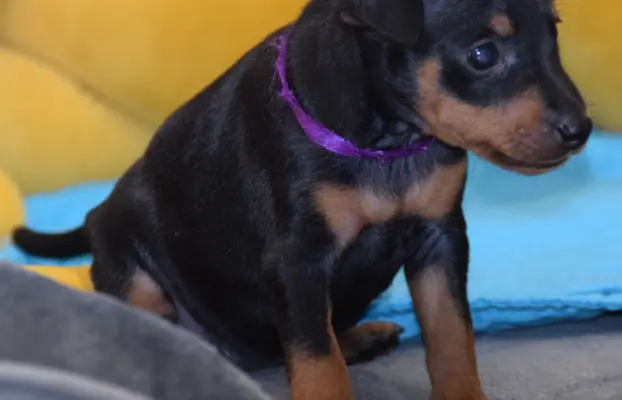 Pinczer Miniaturowy szczenięta ZKWP FCI 5