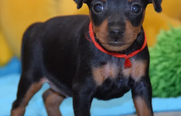 Pinczer Miniaturowy szczenięta ZKWP FCI 6