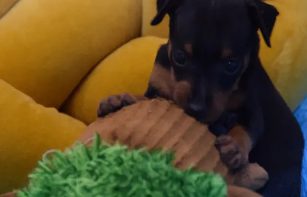 Pinczer Miniaturowy szczenięta ZKWP FCI 7