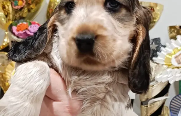 Cocker spaniel angielski 2