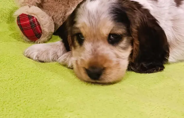 Cocker spaniel angielski 3