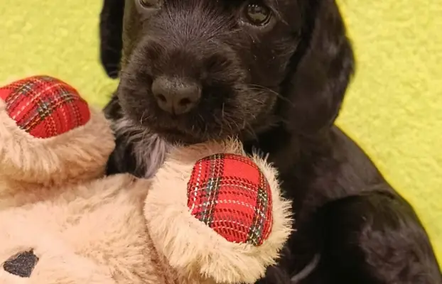 Cocker spaniel angielski 4