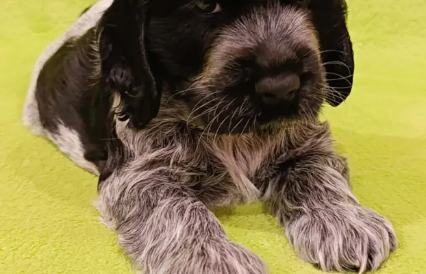 Cocker spaniel angielski 1