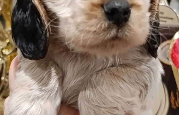 Cocker spaniel angielski 5