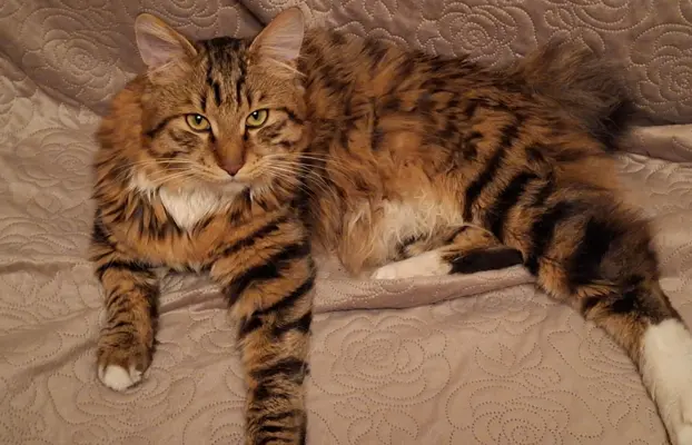 Dostępny reproduktor 1