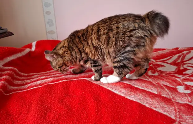 Dostępny reproduktor 3