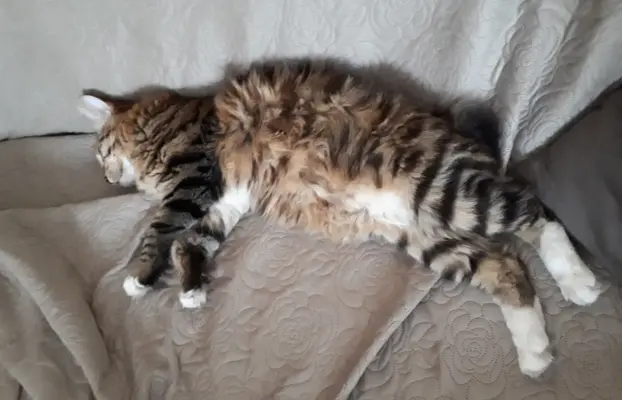 Dostępny reproduktor 4