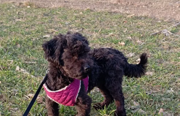 Hetman piesek rasy Rosyjska Bolonka Kolorowa 3