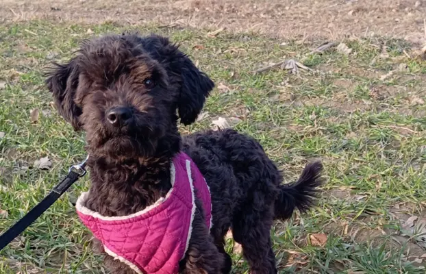 Hetman piesek rasy Rosyjska Bolonka Kolorowa 2