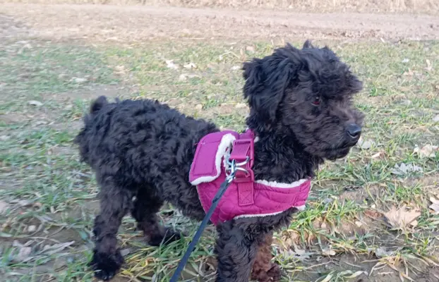 Hetman piesek rasy Rosyjska Bolonka Kolorowa 1