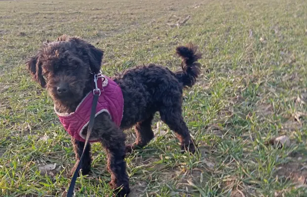 Hetman piesek rasy Rosyjska Bolonka Kolorowa 4