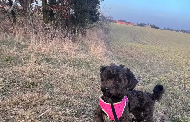 Hetman piesek rasy Rosyjska Bolonka Kolorowa 5