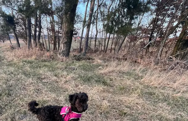 Hetman piesek rasy Rosyjska Bolonka Kolorowa 6