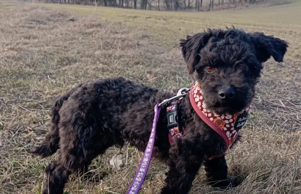 Husar piesek rasy Rosyjska Bolonka Kolorowa 1