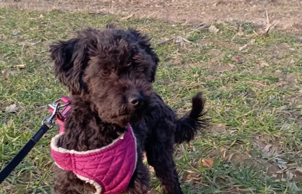 Husar piesek rasy Rosyjska Bolonka Kolorowa 3