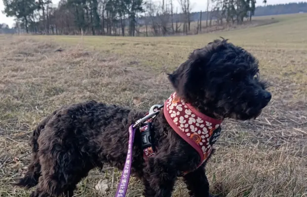 Husar piesek rasy Rosyjska Bolonka Kolorowa 5