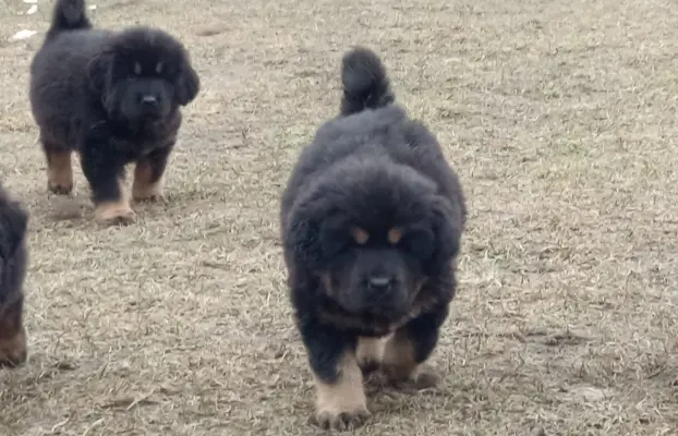 Sunia Mastif tybetański FCI 1