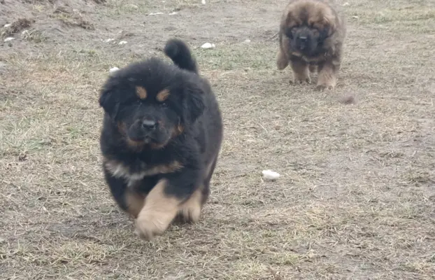 Sunia Mastif tybetański FCI 3