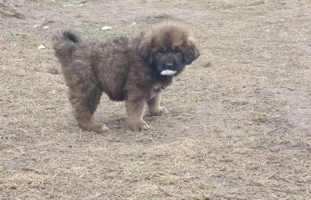 Sunia Mastif tybetański FCI 4