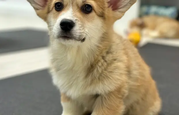 Szczeniak Welsh Corgi Pembroke ZKWP/FCI po championie 5