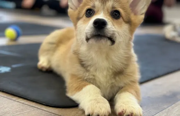 Szczeniak Welsh Corgi Pembroke ZKWP/FCI po championie 1