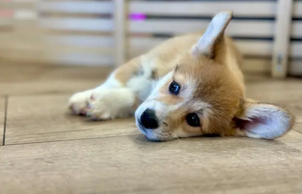 Szczeniak Welsh Corgi Pembroke ZKWP/FCI po championie 4