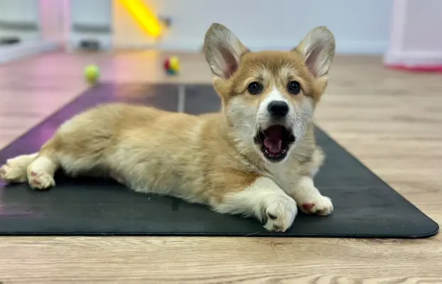 Szczeniak Welsh Corgi Pembroke ZKWP/FCI po championie 3