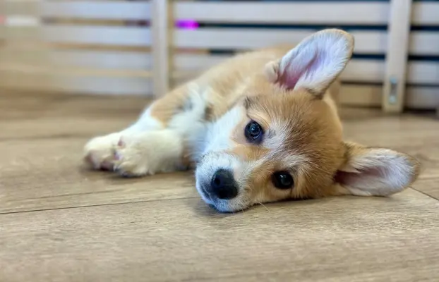 Szczeniak Welsh Corgi Pembroke ZKWP/FCI po championie 2