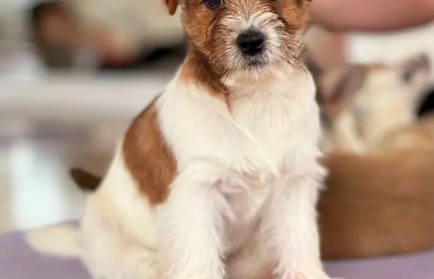 szczenięta Jack Russell terrier szorstkowłose ZKWP/FCI 1