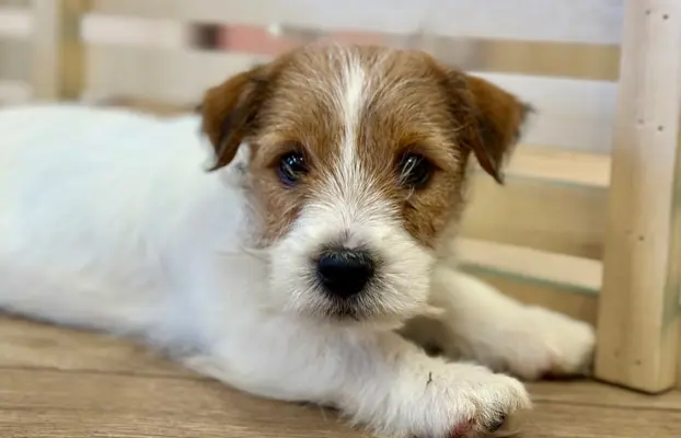 szczenięta Jack Russell terrier szorstkowłose ZKWP/FCI 3
