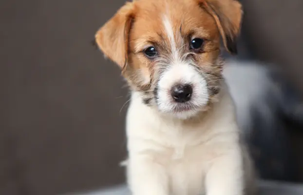 szczenięta Jack Russell terrier szorstkowłose ZKWP/FCI 4