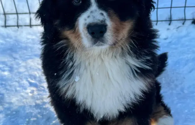 Berneński Pies Pasterski 1