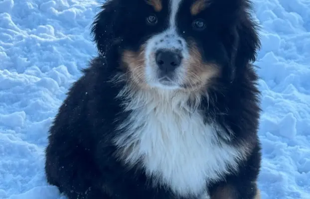 Berneński Pies Pasterski 2